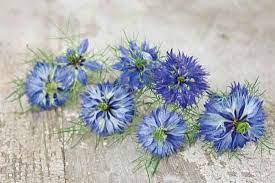Love In A Mist Lotion Recipe Lotion Recipe Garden Harvest Diy Skin Care