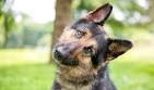 200+ Amazing German Shepherd Names With Meanings! |Updated ...