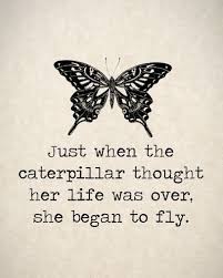 178 Exclusive Butterfly Quotes For Beautiful Change Bayart