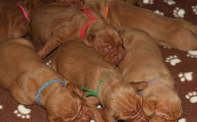See more ideas about burlap ribbon wreaths, flower therapy, flower arrangements. Tips For Identifying Look Alike Puppies American Kennel Club