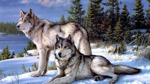 Find the perfect wolf picture from over 4000 of the best wolf images. Wolfs Wallpaper Posted By John Peltier