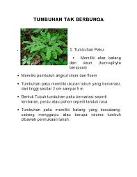 Mengenal pasti tumbuhan other contents: Doc Tumbuhan Tak Berbunga Fajar Ramadhan Academia Edu