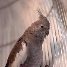 「http://macska.tv/node/ stress」的圖片搜尋結果