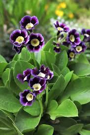Image result for Primula x pubescens