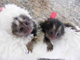 9 What Monkeys For Sale Ideas Cute Baby Monkey Monkeys For Sale Cute Monkey