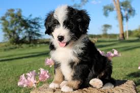 Looking for a mini bernedoodle puppy for sale? Bernedoodle Breeder Top Bernedoodle Breeders Missouri