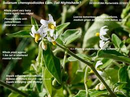 Image result for Solanum chenopodioides