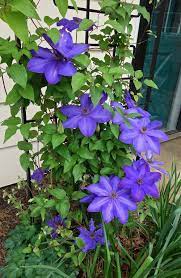 Maybe you would like to learn more about one of these? Clematis Elsa Spath In The Clematis Database Garden Org
