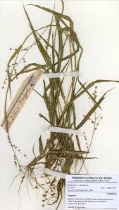 Image result for Eragrostis turgida