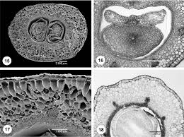 Image result for Phylohydrax