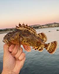 Image result for Blepharis inopinata