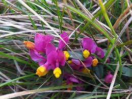 Image result for Polygala claessensii