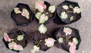 Harga murah di lapak tanaman online. Tempat Jual Bibit Bunga Keladi Dijamin Lengkap Dan Berkualitas