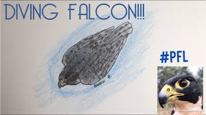 Timelapse Drawing Diving Falcon Peregrinefalconlover Youtube 958 likes · 266 were here. timelapse drawing diving falcon peregrinefalconlover