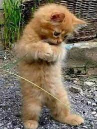 Wallpaper kucing anggora persia download gambar kucing lucu dan imut zanna kirania mar 16 2020 3 min read. Gambar Kucing Yg Lucu Dan Imut Wow Gemes Inilah Gambar Anak Kucing Yang Lucu Dan Imut Belajar 5000 Gambar Kucing Lu Gambar Kucing Lucu Kucing Lucu Bayi Hewan