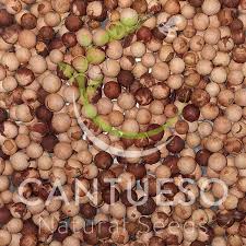 Image result for Osyris