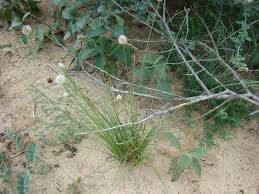 Image result for Kyllinga alba