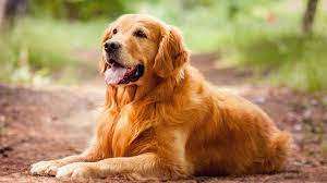Golden Retriever Price Temperament Life Span