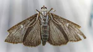 Maybe you would like to learn more about one of these? Jeder Nachtfalter Flieht Anders Naturschutz Ch