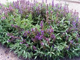 Image result for Salvia