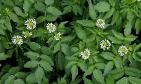 Image result for Rorippa nasturtium-aquaticum