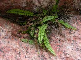 Image result for Asplenium uhligii
