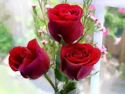 Pin By Caroline Paris On Roses Rose Flower Wallpaper Good Morning Flowers Flower Images Free