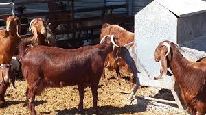 A wide variety of boer goat options are available to you, such as style. Damascus Goat Breed Information