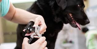 the easy way to cut your dog s nails