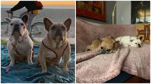 (cnn) the two french bulldogs violently stolen from lady gaga's dog walker have been returned safely, the los angeles police department said friday. Lady Gaga S Dogs Found Safe After Armed Robbery And Shooting Of Walker Itv News