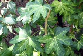 Image result for × Fatshedera