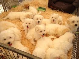 We did not find results for: Coton De Tulear