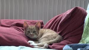 Cat and dog sleeping together. American Shorthair Cat Stock Video Footage 4k And Hd Video Clips Shutterstock