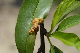Your peach leaf curl stock images are ready. Peach Leaf Curl Biology And Control Plant Pest Advisory