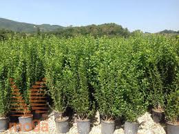 Image result for ligustrum ovalifolium