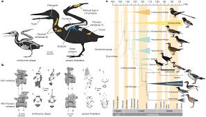 Image result for Pteris kivuensis