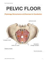 The Larynx Thinking Inside And Outside The Box In Honor Of Labor Day I Know Wrong Kind Of Labor Strengthen Your P Muscle Anatomy Levator Ani Pelvic Floor