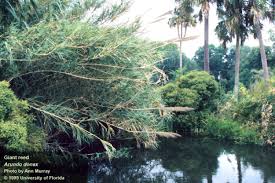 Image result for Loudetia arundinacea