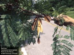 Image result for Leucas oligocephala