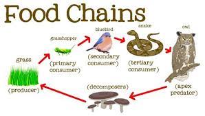 With global warming on the rise, the greenhouse effect setting in, poaching and hunting to the point of extinction, and. Wetlands