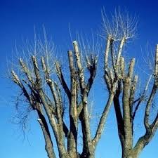 Maintenance remove new trees that sprout up beneath and around the apple tree to ensure that they do not shade it. Water Sprout Tree