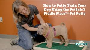 First of all, you must be sure to reinforce and reward wanted behavior. How To Potty Train Your Pet To Use The Piddle Place Portable Pet Potty Youtube