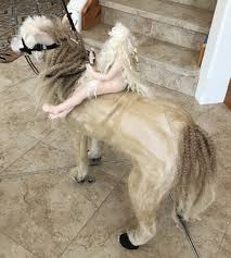 Lady Godiva Pawsitively Rides Again! | Halloween Costume Contest