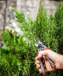 Image result for rosemary pruning