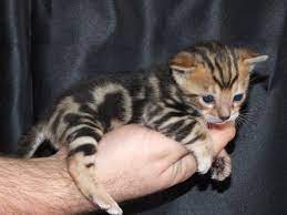 Bengal Kitten Bengal Kittens For Sale Bengal Cat For Sale