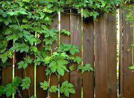 Von deko selber machen bis zu tipps für den garten. Sichtschutz Selber Bauen 5 Diys Aus Naturmaterial