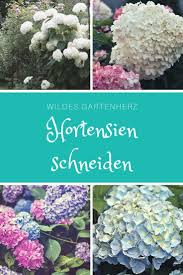 Noch Schnell Hortensien Schneiden Hortensien Garten Hortensien Garten