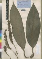 Image result for Palisota schweinfurthii