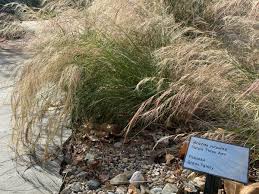 Image result for Aristida leucophaea