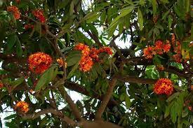 Herbalkart The Online Herbal Store Ashoka Asogam